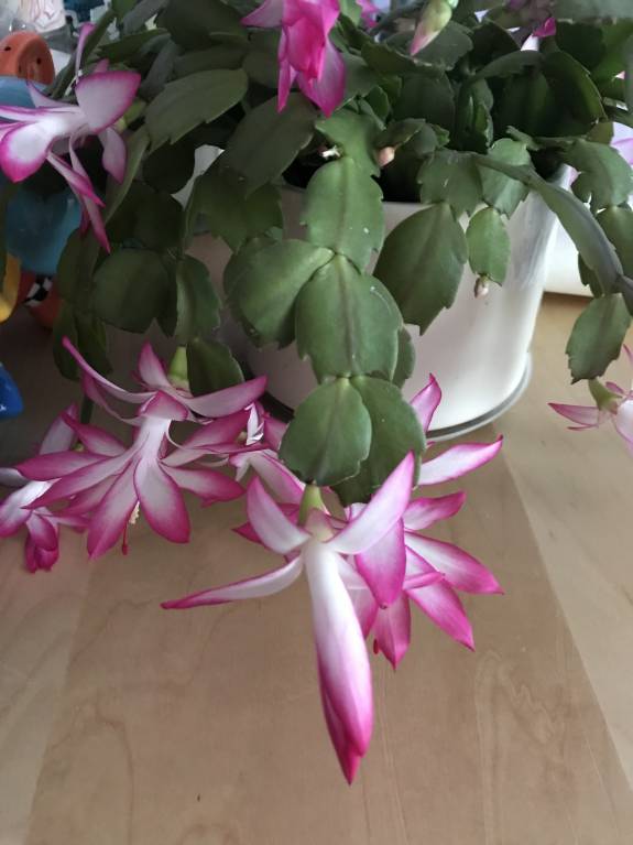 Домашние любимцы комнатные цветы - 5B3A090C-9CE9-4FDA-83AD-B55D4199BF5E.jpeg