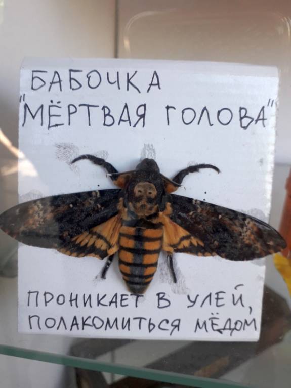 Бр-р-р-р... Насекомые всякие - 15.jpg