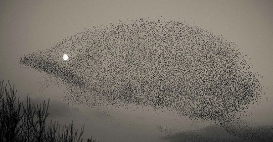 Ёжики, ежи, ежата - safe_image.jpg