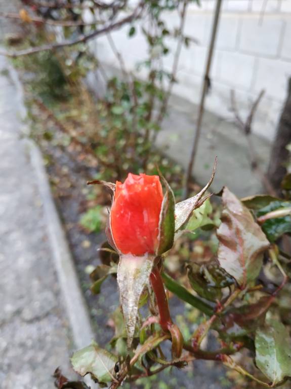 Каждая погода - благодать... - IMG_20181130_142951.jpg