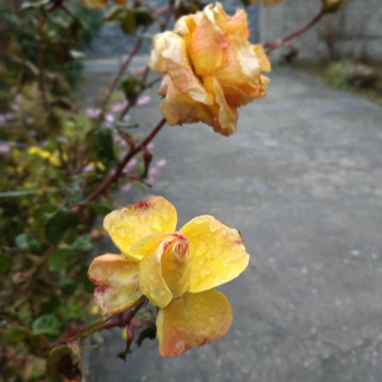 Каждая погода - благодать... - IMG_20181130_143745_604.jpg