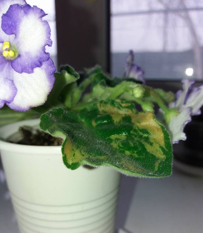 Домашние любимцы комнатные цветы - 20190307_123449.jpg