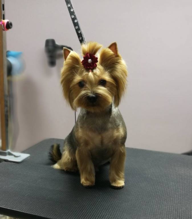 Это после стрижки у грумера - Стрижка декабрь 18 г.jpg