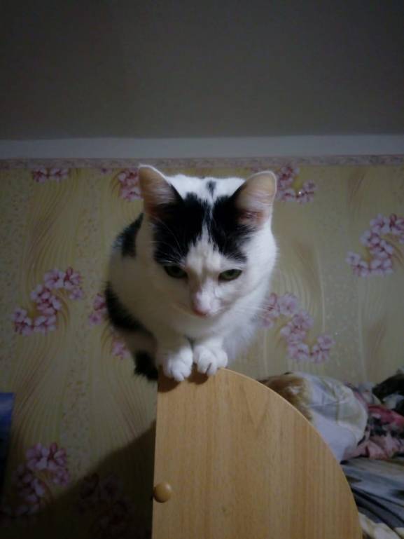 Кошки - очарование МОЁ - IMG-20190918-WA0003.jpg