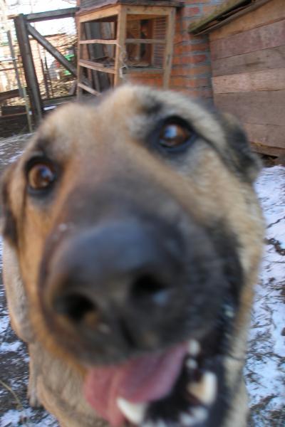 Наши верные друзья - собаки - P3101198.JPG