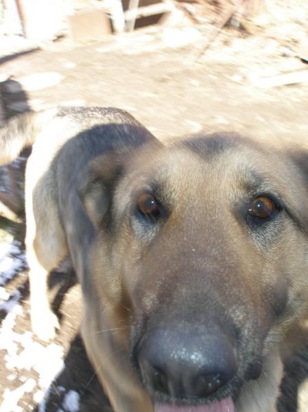 Наши верные друзья - собаки - P3101199.JPG