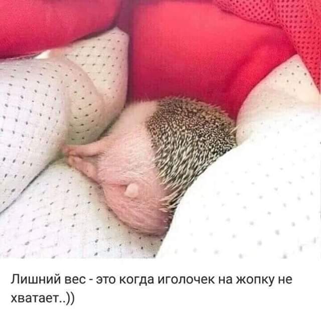 Ёжики, ежи, ежата - 69904414_472027886712669_3659728120954486784_n.jpg