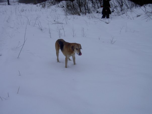 Наши верные друзья - собаки - x_979d940c.jpg