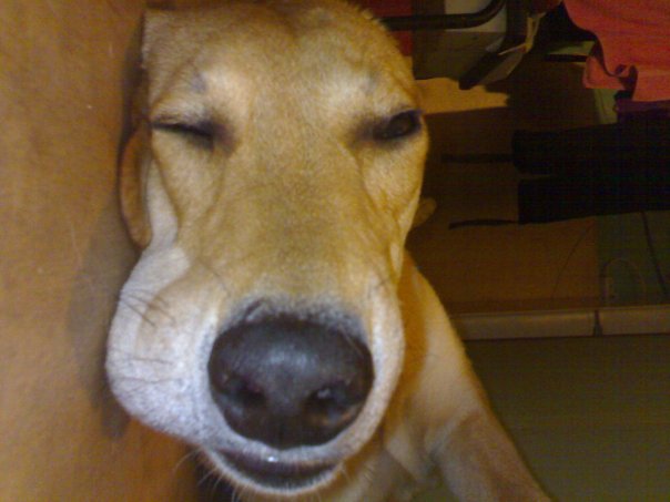 Наши верные друзья - собаки - x_c1995e9b.jpg