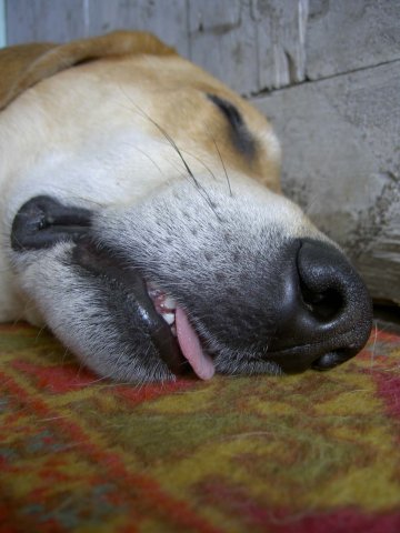 Наши верные друзья - собаки - x_884dcab6.jpg