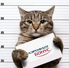 Кошки - очарование МОЁ - images.jpg