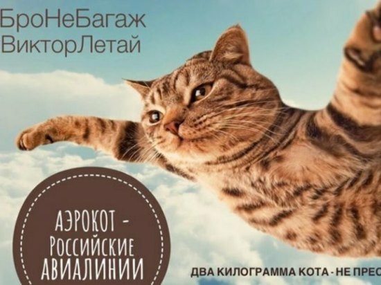 Кошки - очарование МОЁ - 6ec80409ae7c4e72f888c71e2061f94b.jpg