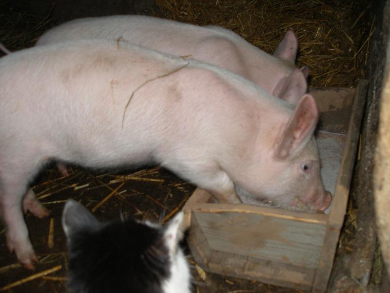 вы ешьте, я подожду  - P3101203.JPG