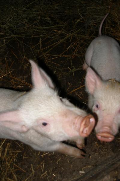 Поросята  - P3101169.JPG
