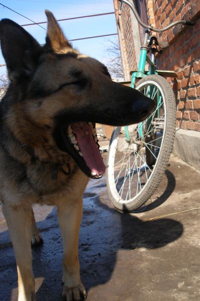 Наши верные друзья - собаки - P3101157.JPG