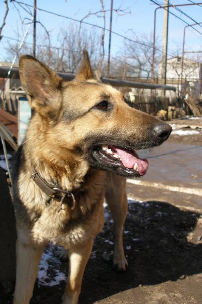 Наши верные друзья - собаки - P3101183.JPG