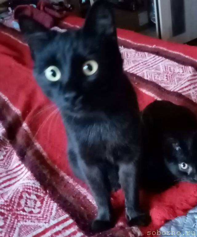 Черныш. 1,5 года - IMG_20211024_133533.jpg