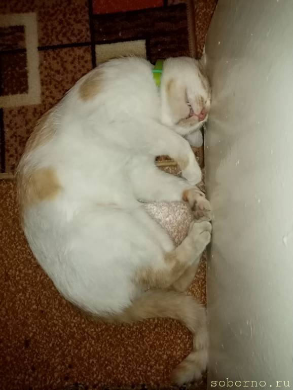 Макс 5 лет - IMG_Макс.jpg