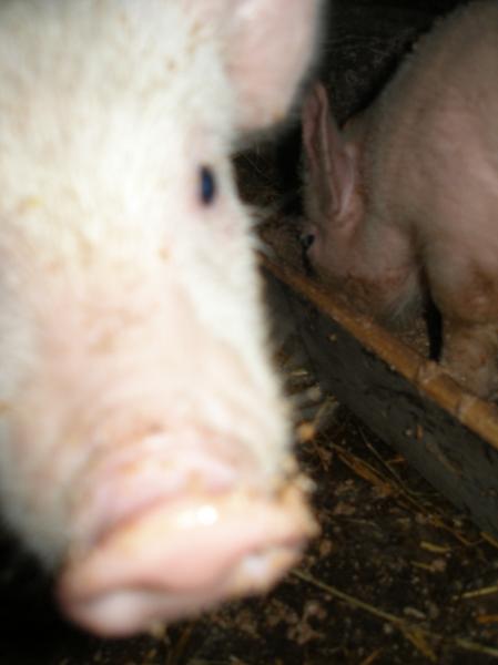 Поросята  - P3101209.JPG