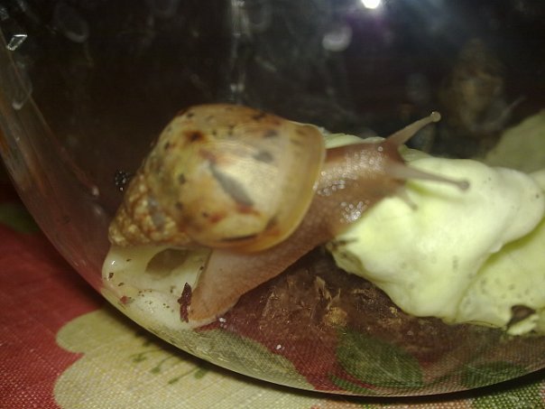 Улитки Ахатины - x_e2565b86.jpg