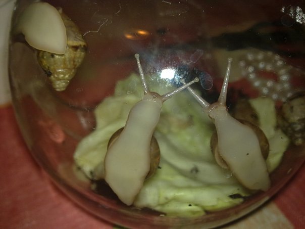 Улитки Ахатины - x_1eb2b0e3.jpg