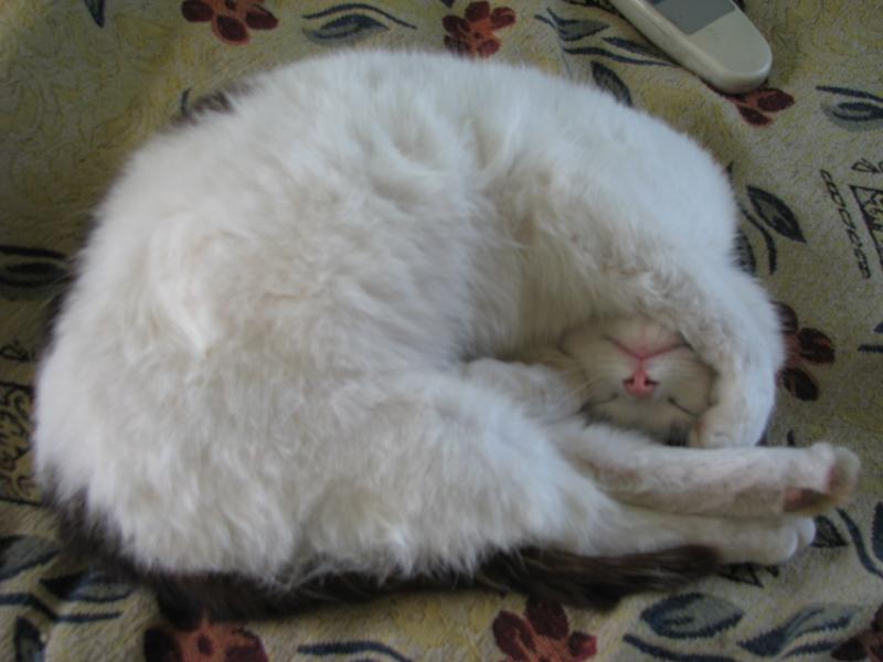 так спит папа Бим - IMG_0751.JPG