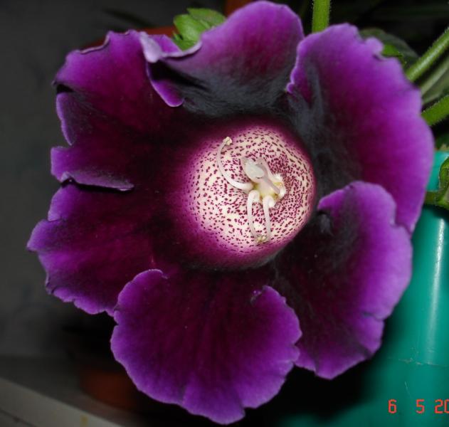 Домашние любимцы комнатные цветы  - DSC02753.JPG