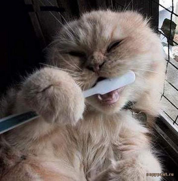 Они такие забавные смешные фото и видео  - 1208285405_image00032.jpg