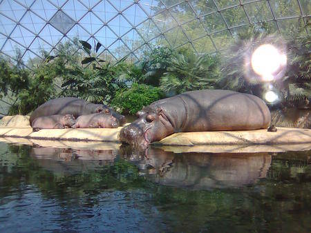 Тема про вес, аппетит и здоровье - бегемот.jpg