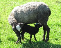 Наши овцы - Овца с ягнёнком019.jpg