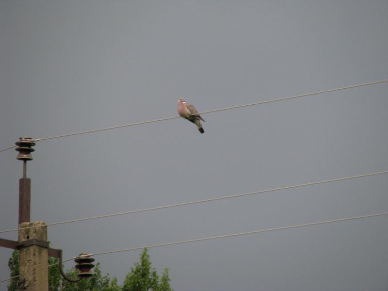 Пернатые соседи дикие  - IMG_0068.JPG