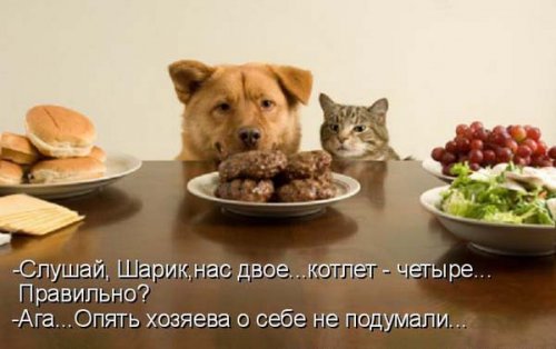 Они такие забавные смешные фото и видео - 1260173646_1259935445_198571.jpg