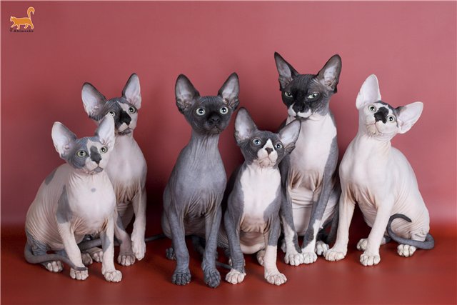 Лысые кошки.... - f42b90b63adf.jpg