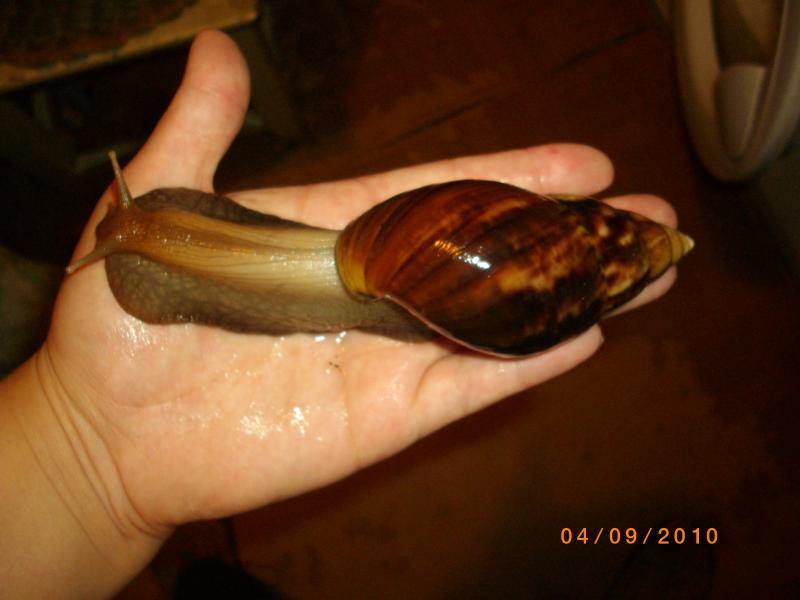 Улитки Ахатины - IMGP4218.JPG