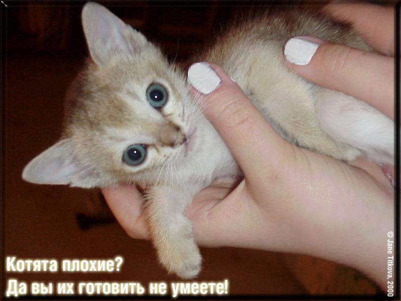 Бал-маскарад - 1231497067_eda-s-kota.jpg