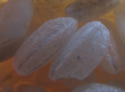 Фото 11 - фото 2063.jpg