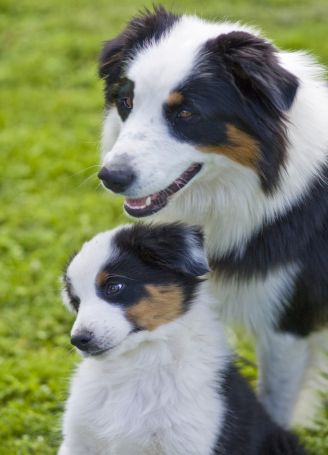 Взято с сайта: http: - images-stories-img_5696-328x455.jpg