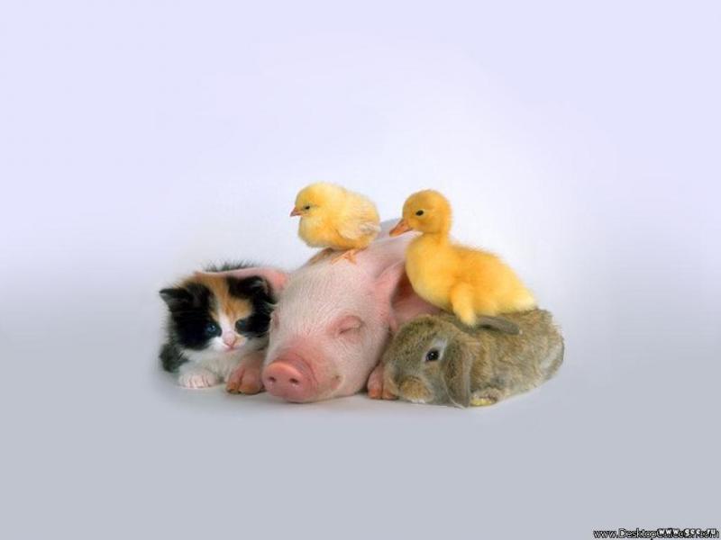 Трям. Здравствуйте. - koshka_svin_ja_i_krolik-1024x768.jpg