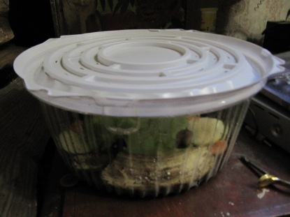 Улитки Ахатины - улитки 001.jpg