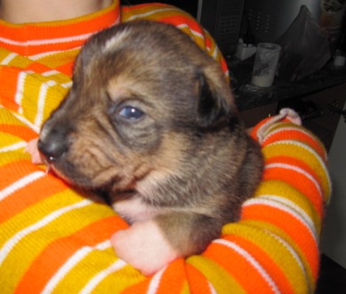 Наши верные друзья - собаки - пппппп 002.jpg