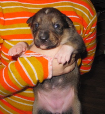 Наши верные друзья - собаки - пппппп 003.jpg