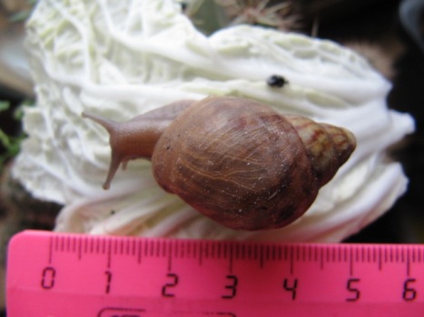 Улитки Ахатины - ули 013.jpg