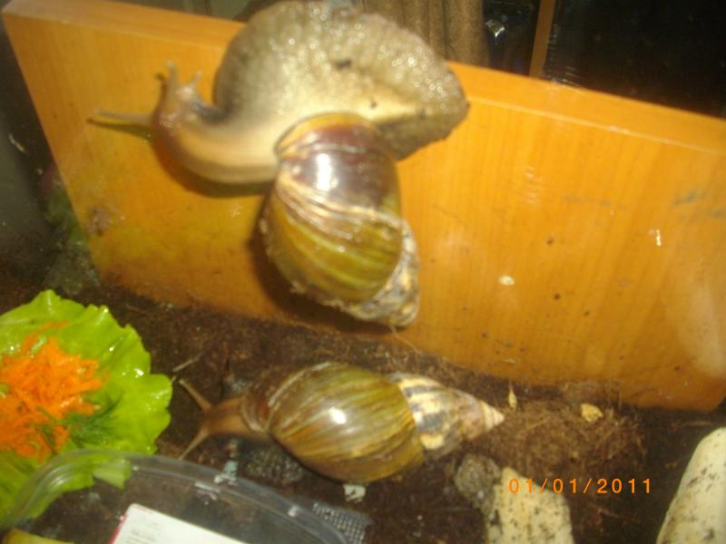 Улитки Ахатины - IMGP5054.JPG