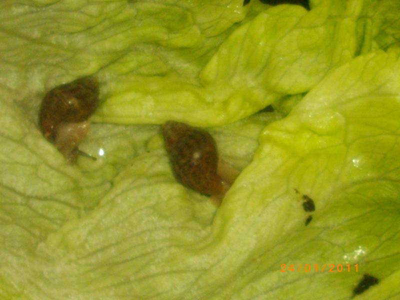 Achatina panthera striped form - полосатая форма - IMGP5177.JPG