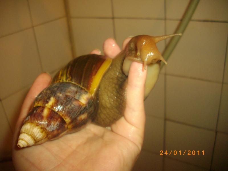 Фулика - IMGP5190.JPG