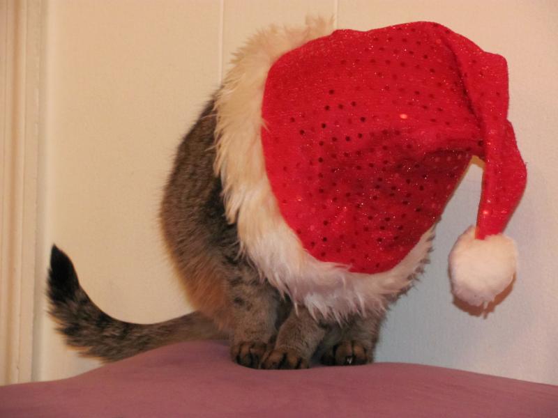 Кошки - очарование МОЁ - IMG_1874.JPG