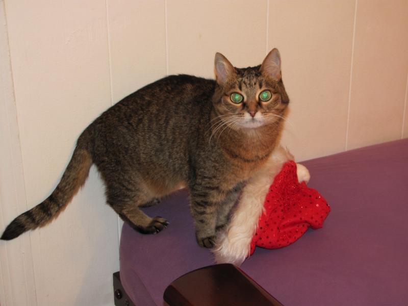 Кошки - очарование МОЁ - IMG_1875.JPG