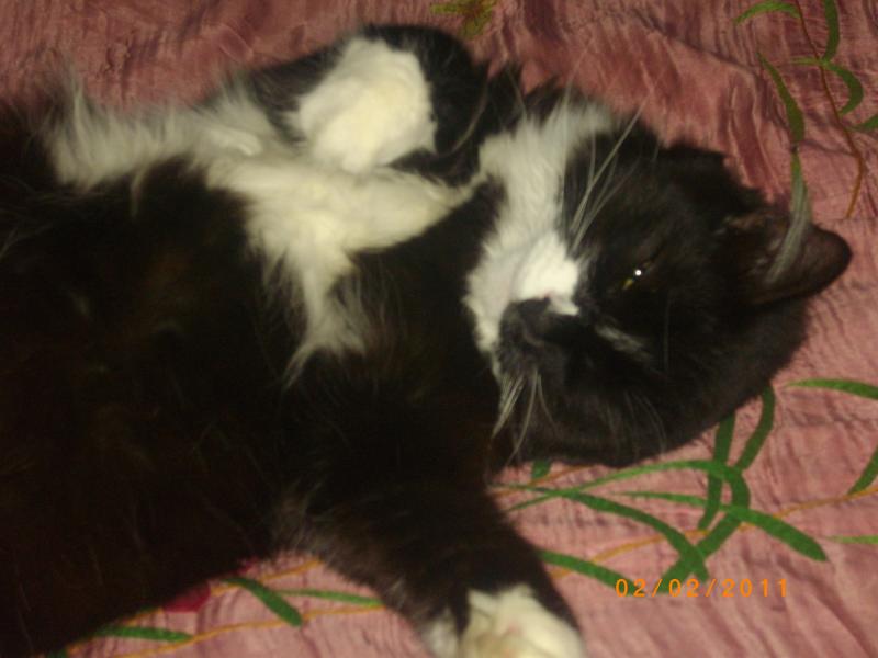 Кошки - очарование МОЁ - IMGP5206.JPG