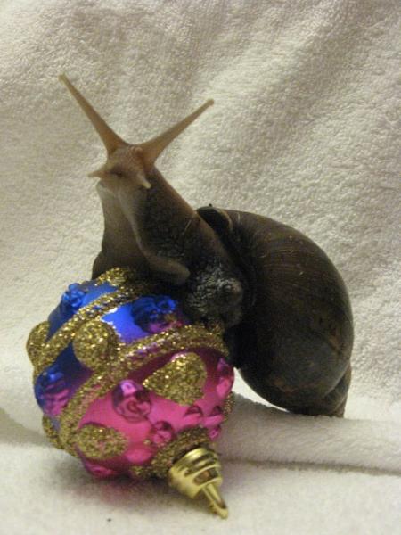 Улитки Ахатины - y_8e122103.jpg