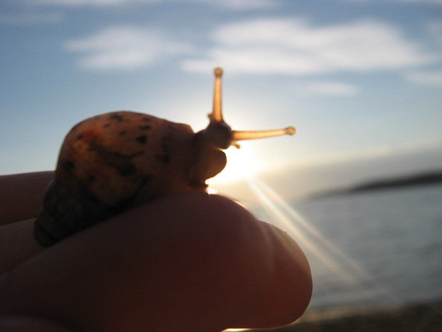 Улитки Ахатины - y_35e5fdfd.jpg